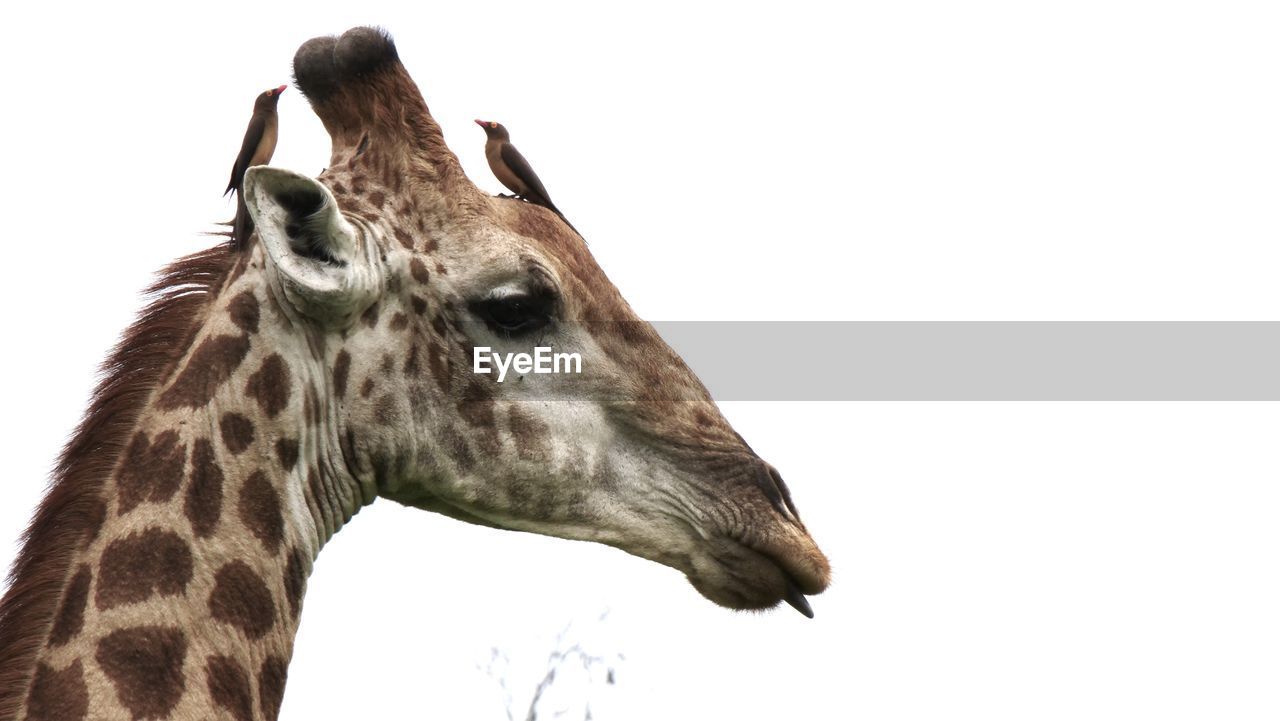 animal, animal themes, giraffe, animal wildlife, one animal, mammal, wildlife, animal body part, animal head, no people, safari, nature, sky, animal neck, side view, cut out, copy space, white background, close-up, outdoors, domestic animals, profile view, animal markings, portrait