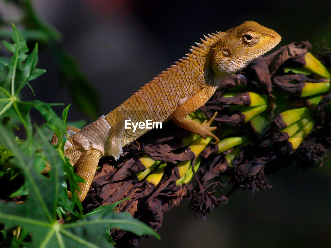 Chameleon moving on a branch