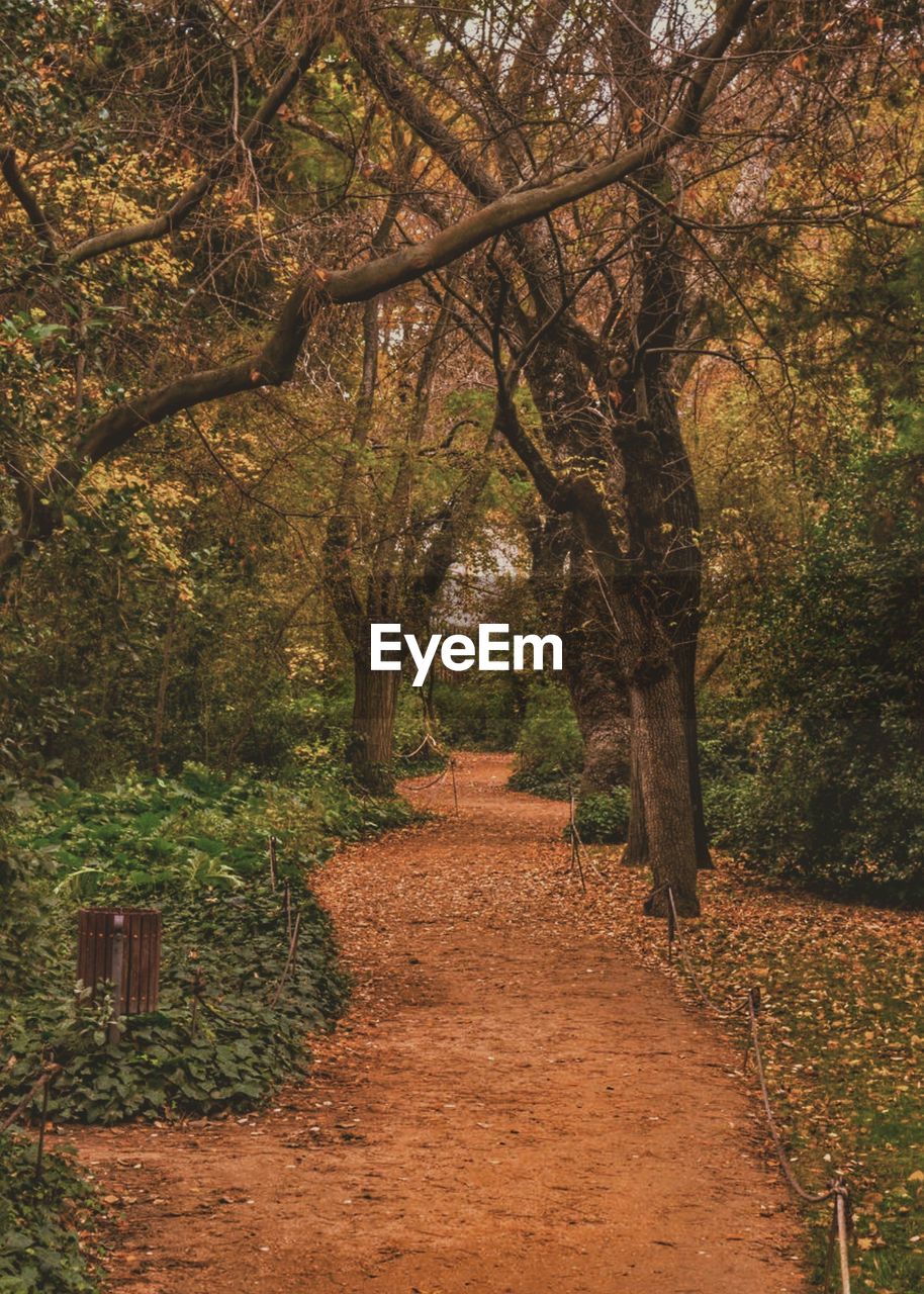 Footpath amidst trees in forest