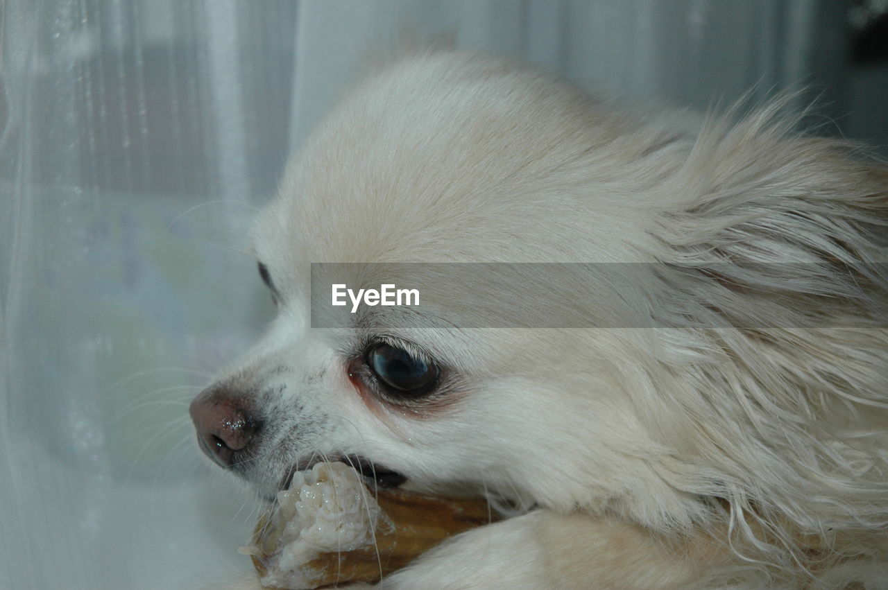 CLOSE-UP OF WHITE DOG LOOKING AWAY