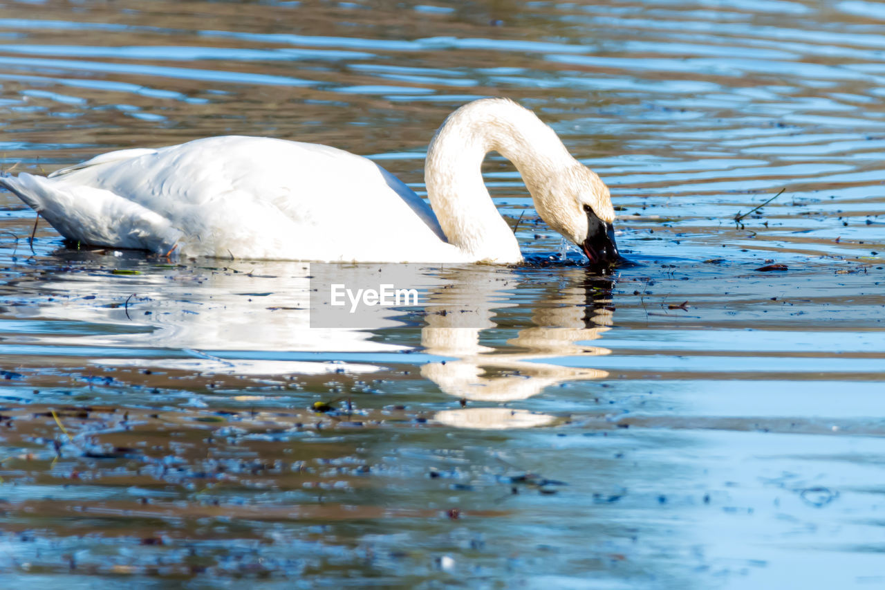 SWANS SWIMMING IN LAKE