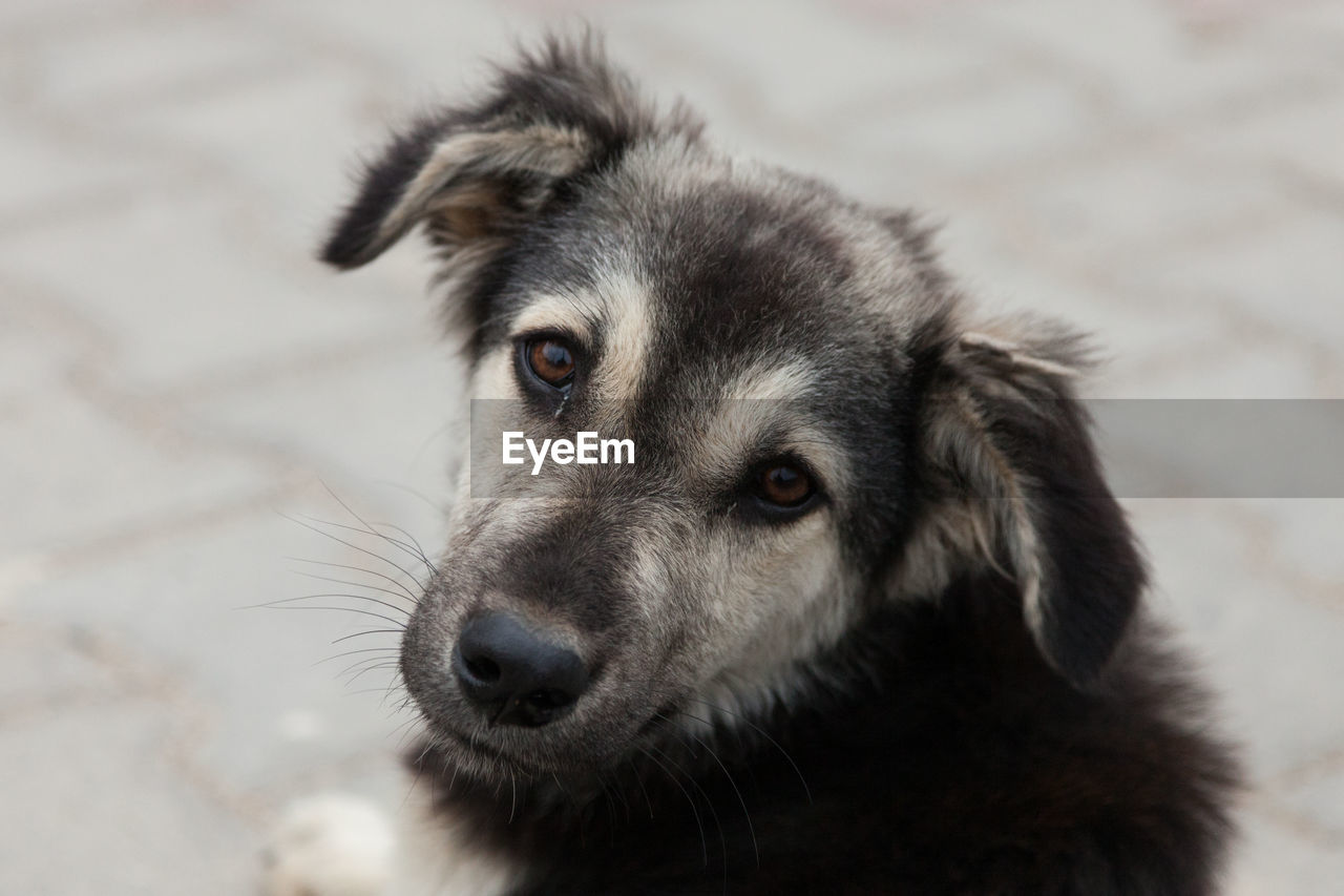 CLOSE-UP OF DOG