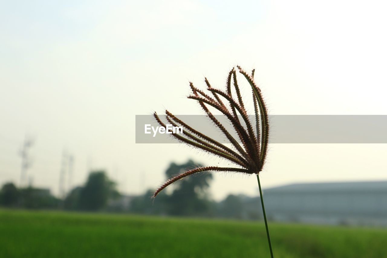 Close-up of stalks in field against sky