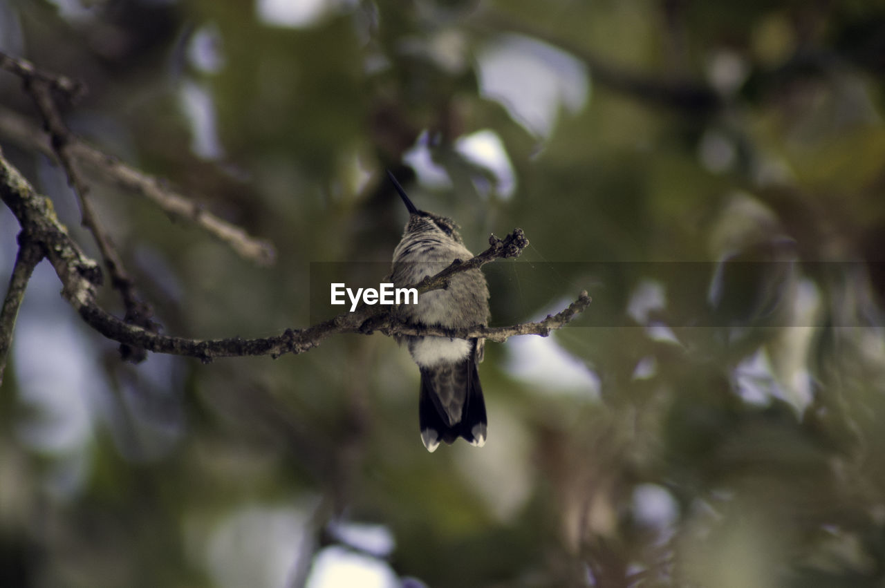 CLOSE-UP OF BIRD ON BRANCH