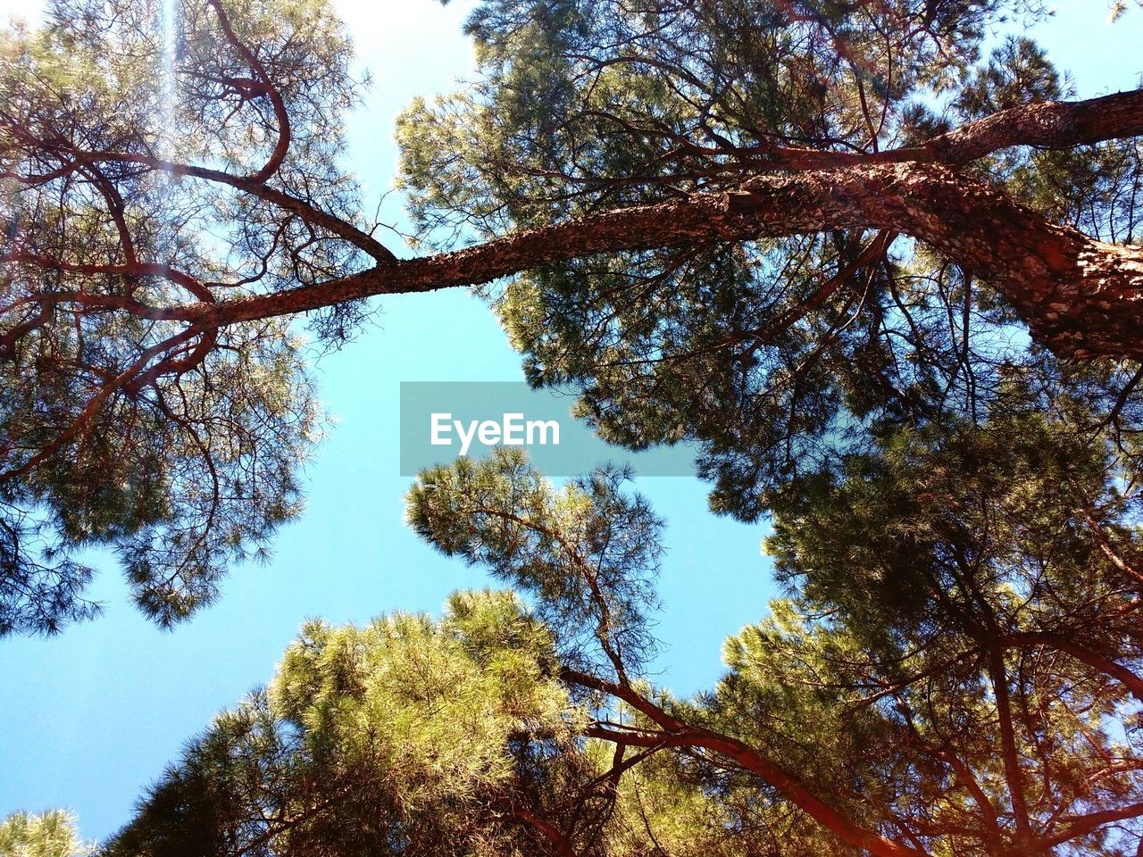 CLOSE-UP LOW ANGLE VIEW OF TREES AGAINST SKY