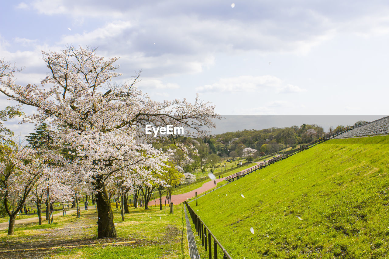 CHERRY BLOSSOM TREE ON FIELD