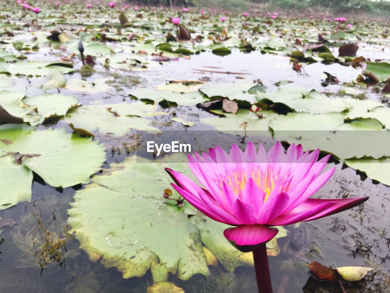 CLOSE-UP OF PINK WATER LILY BLOOMING IN POND