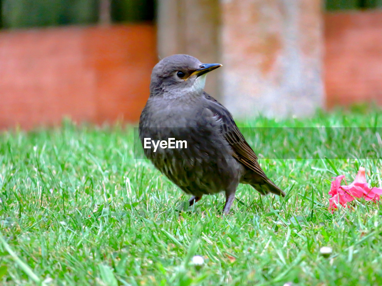 Close-up of bird perching on grass