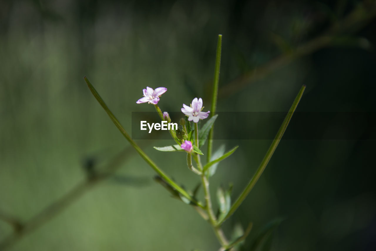 Close-up of flowers