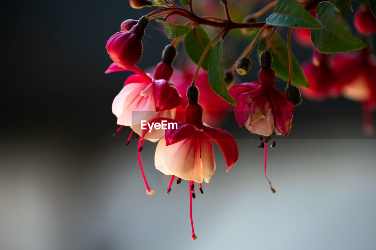 plant, flower, red, fuchsia, flowering plant, beauty in nature, freshness, macro photography, nature, pink, petal, close-up, leaf, no people, fragility, growth, blossom, flower head, inflorescence, plant part, focus on foreground, outdoors, tree