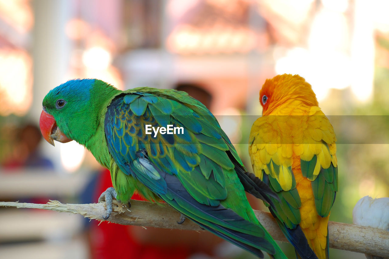 CLOSE-UP OF PARROT PERCHING ON LEAF