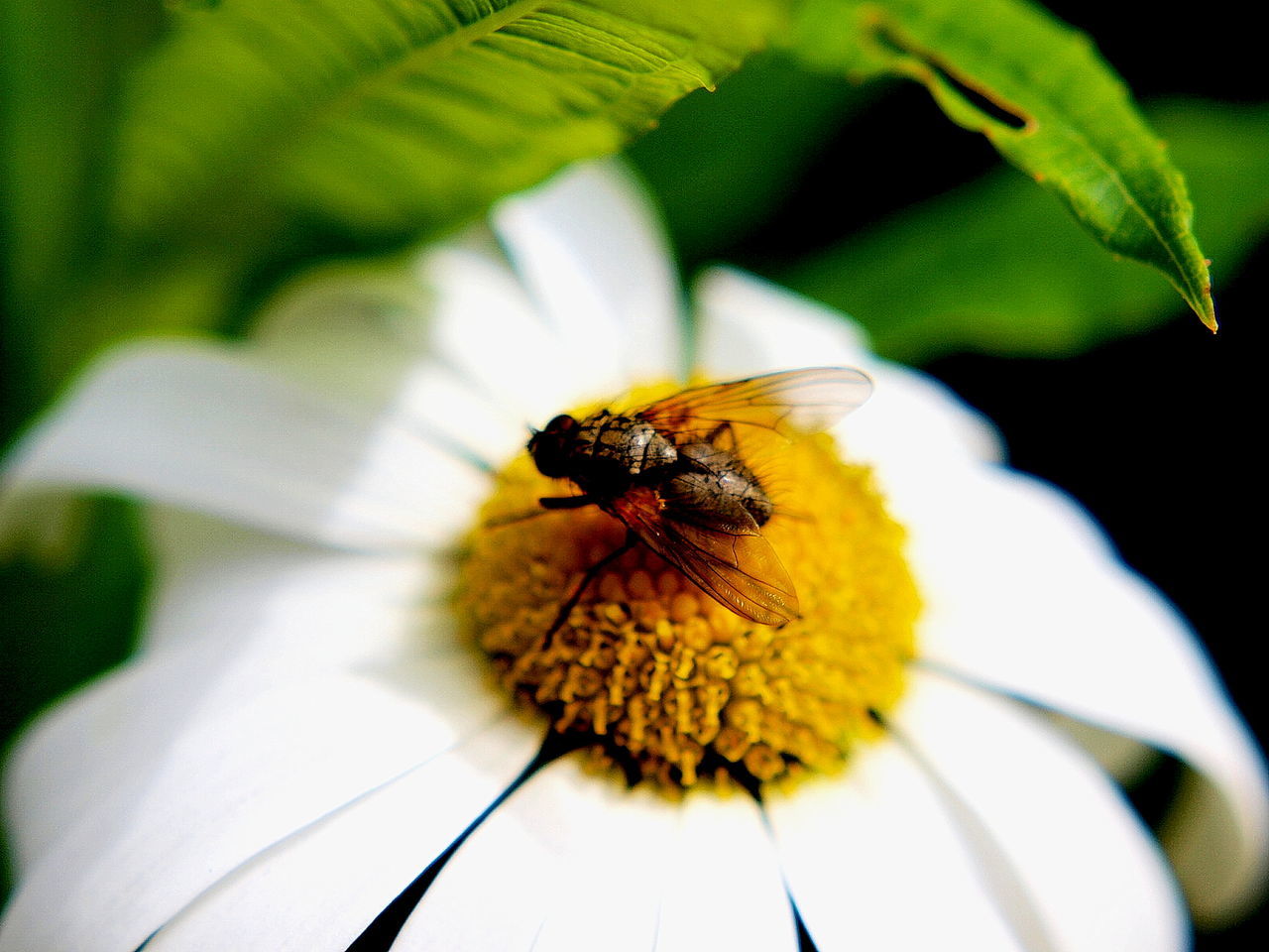 Close-up of fly pollinating on daisy outdoors