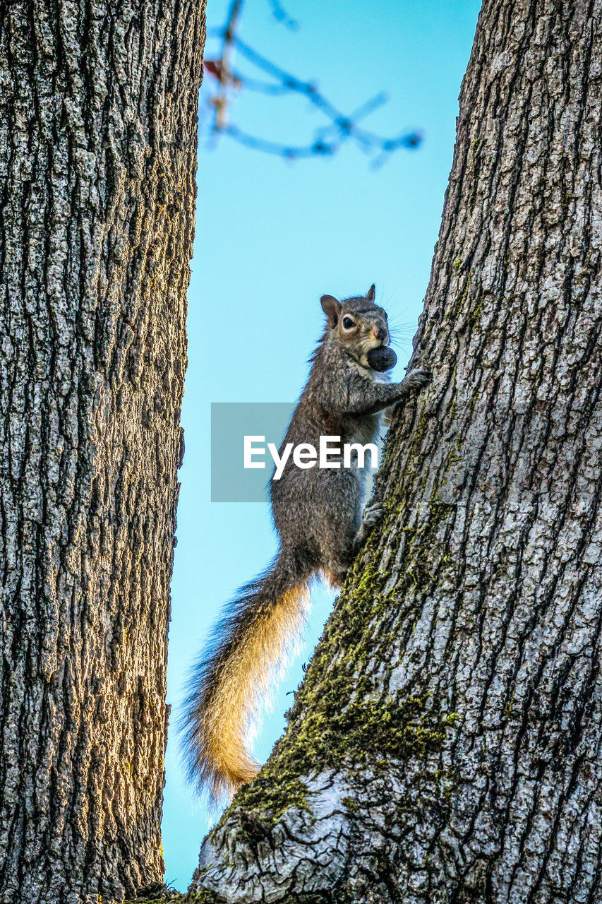 animal themes, animal, squirrel, tree, nature, one animal, trunk, tree trunk, animal wildlife, wildlife, mammal, plant, rodent, no people, branch, low angle view, day, outdoors, sky, climbing, plant bark