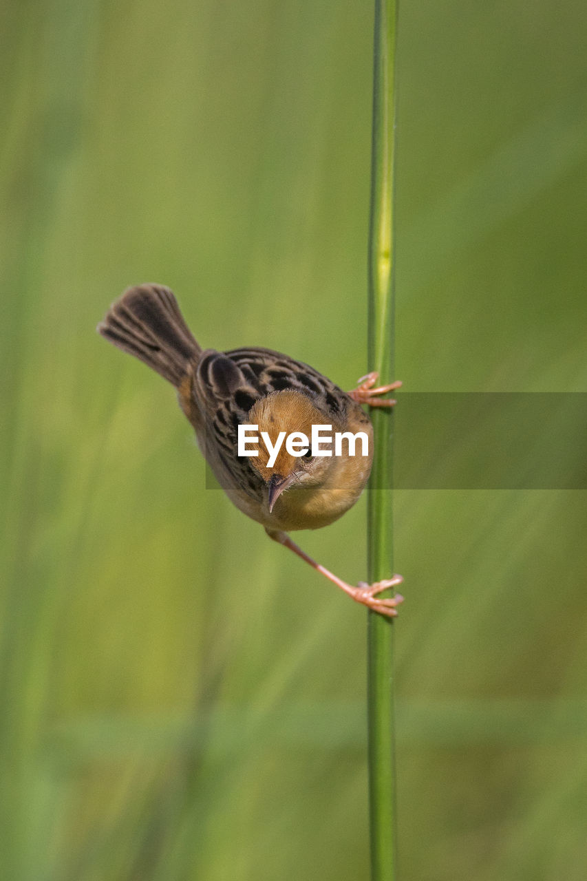 Close-up of bird perching on grass