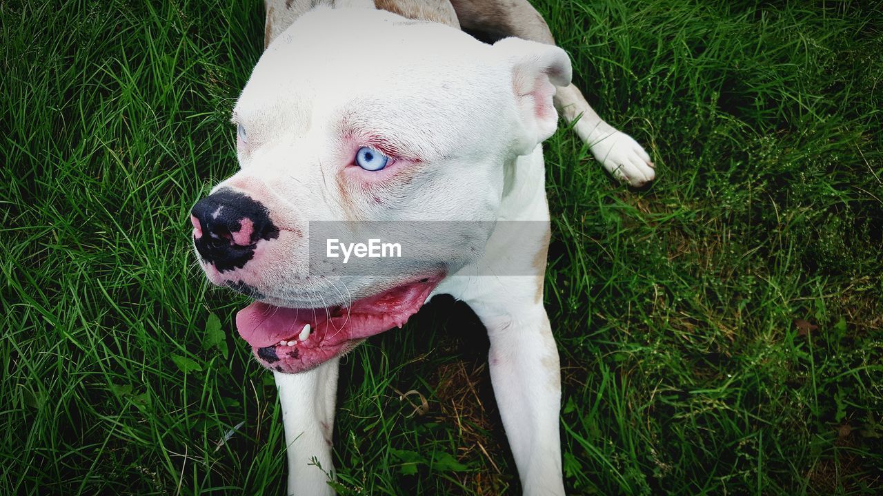 High angle view of dog on field