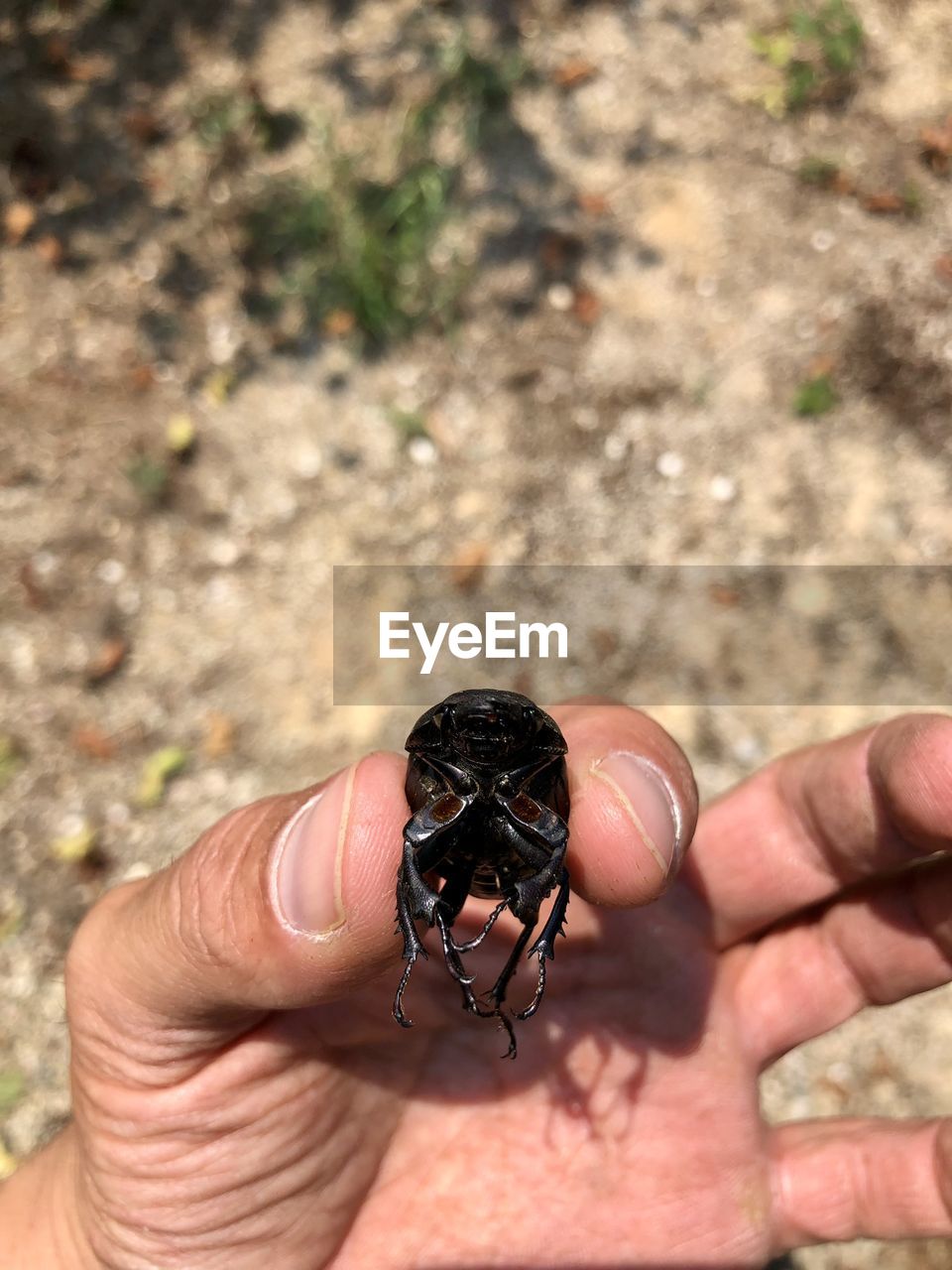 hand, one person, animal themes, animal wildlife, animal, one animal, insect, wildlife, holding, nature, focus on foreground, day, close-up, soil, finger, outdoors, high angle view, beetle, personal perspective, land, lifestyles, macro photography, sunlight