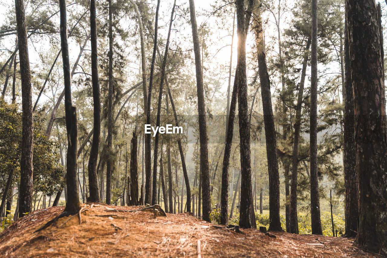 Trees growing in forest