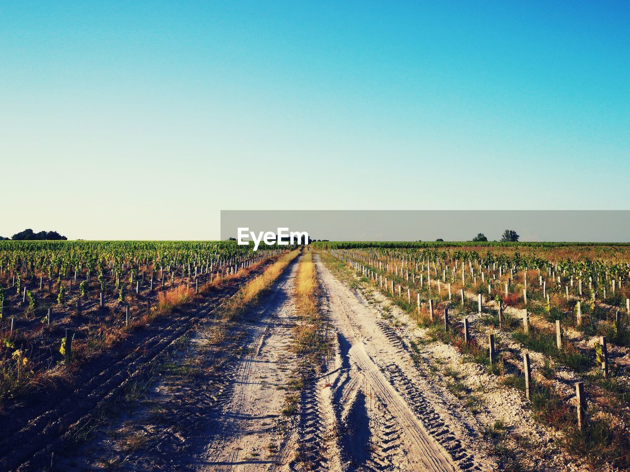 PANORAMIC VIEW OF AGRICULTURAL FIELD AGAINST SKY