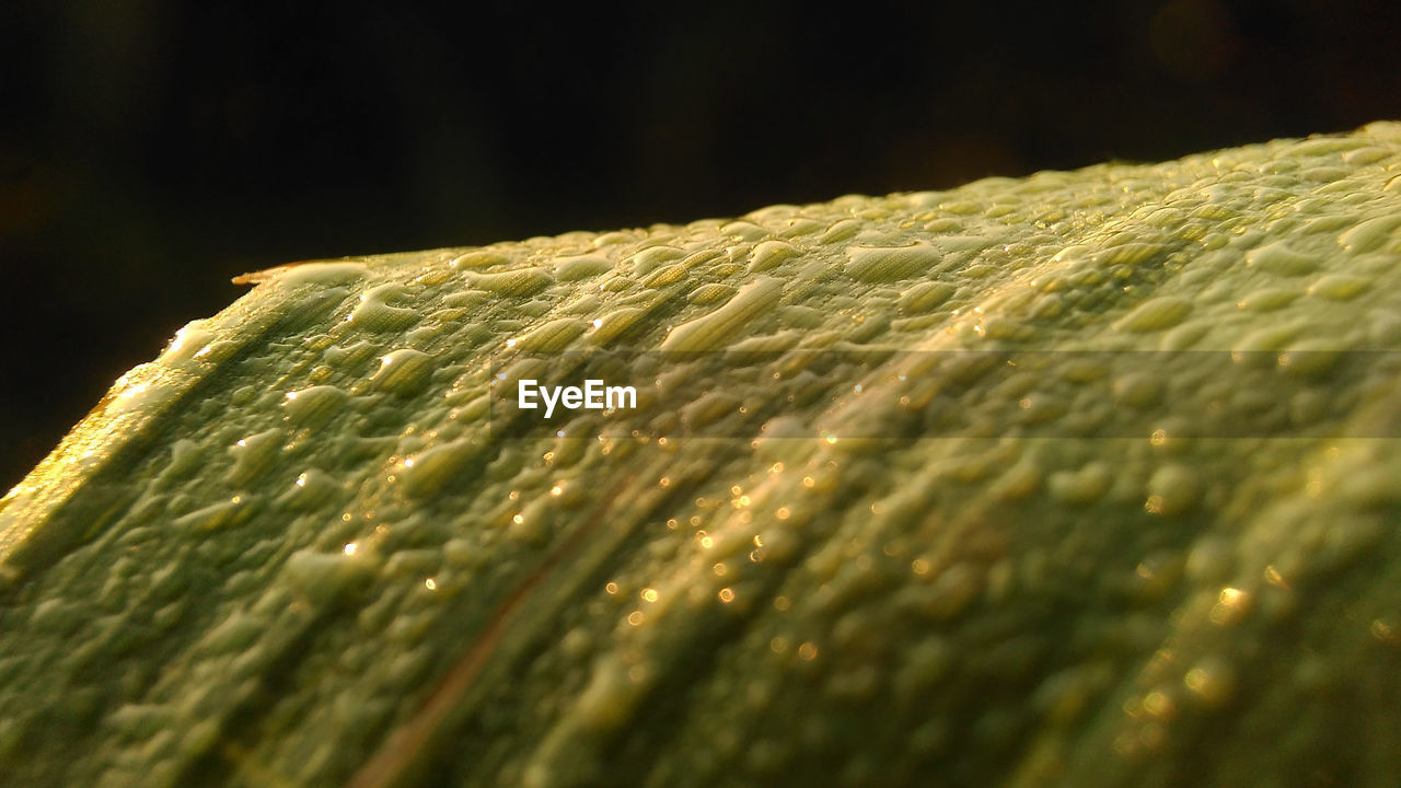 CLOSE-UP OF FRESH GREEN LEAF