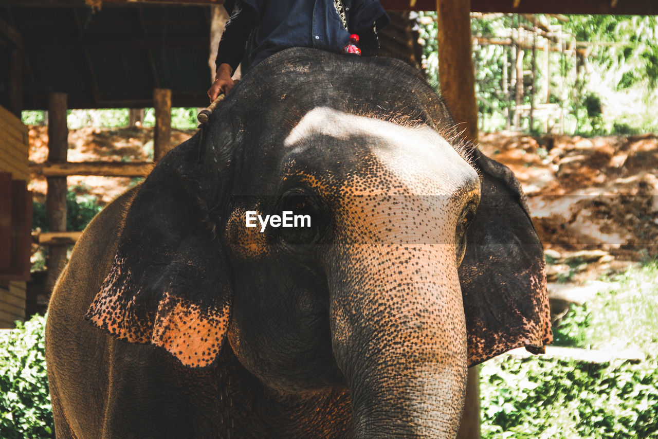 CLOSE-UP OF A ELEPHANT