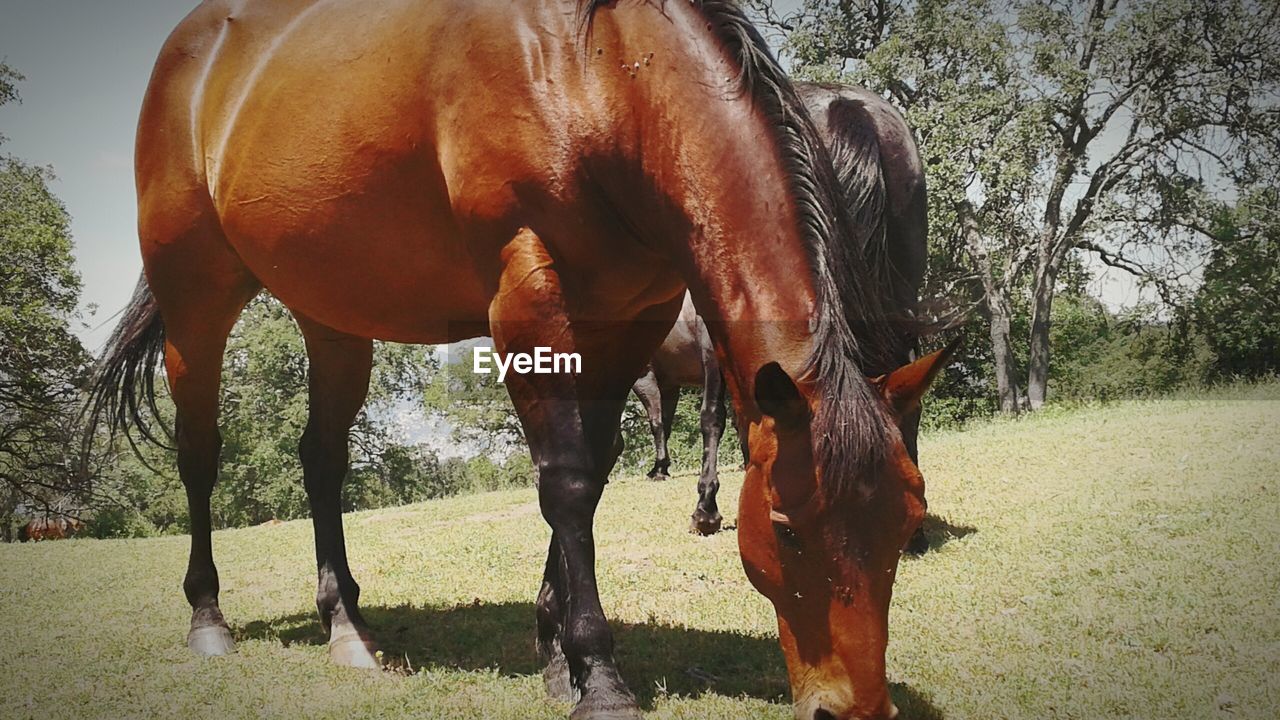 HORSE GRAZING IN FIELD