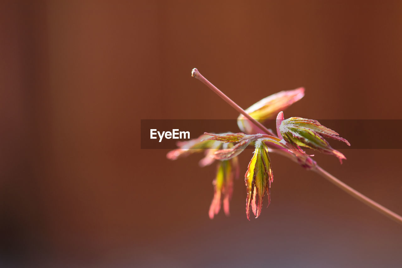 CLOSE-UP OF PINK FLOWER PLANT