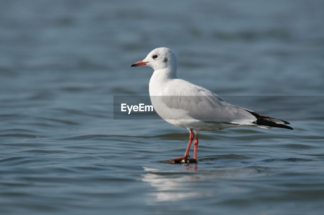 Close-up of seagull in water