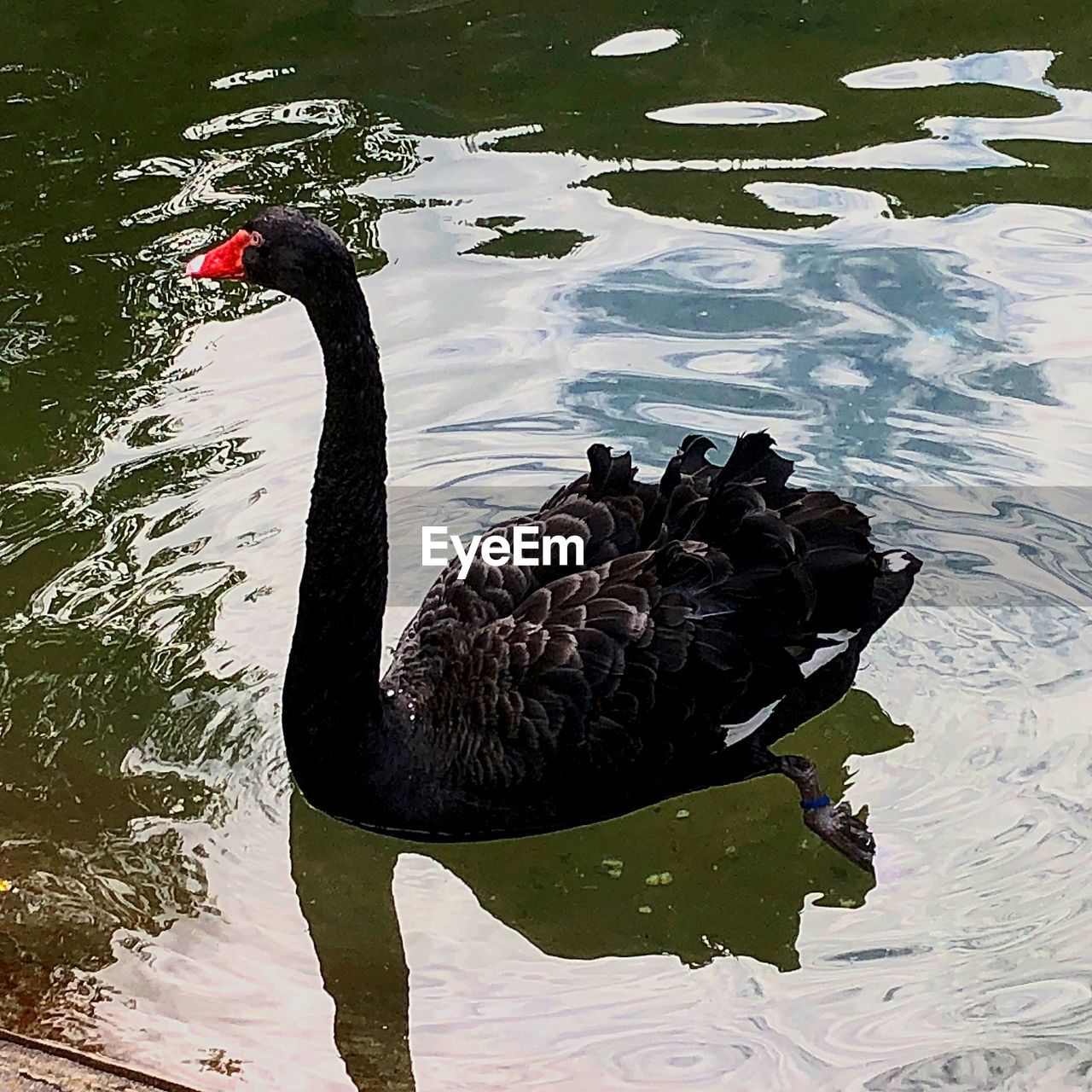 HIGH ANGLE VIEW OF BLACK SWAN SWIMMING ON LAKE