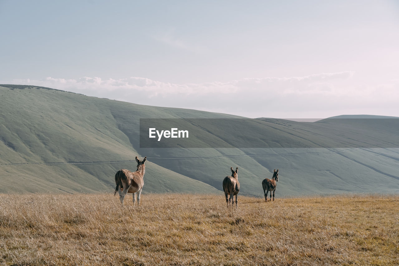 View of donkey herd on mountain against sky