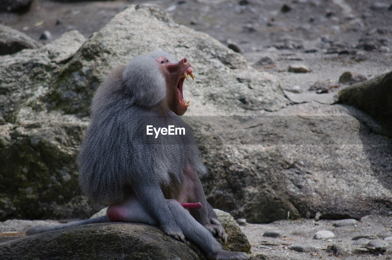 Baboon yawning on rock