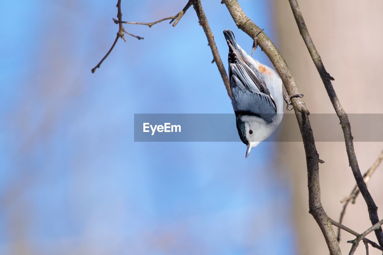 LOW ANGLE VIEW OF TWIG HANGING ON BRANCH