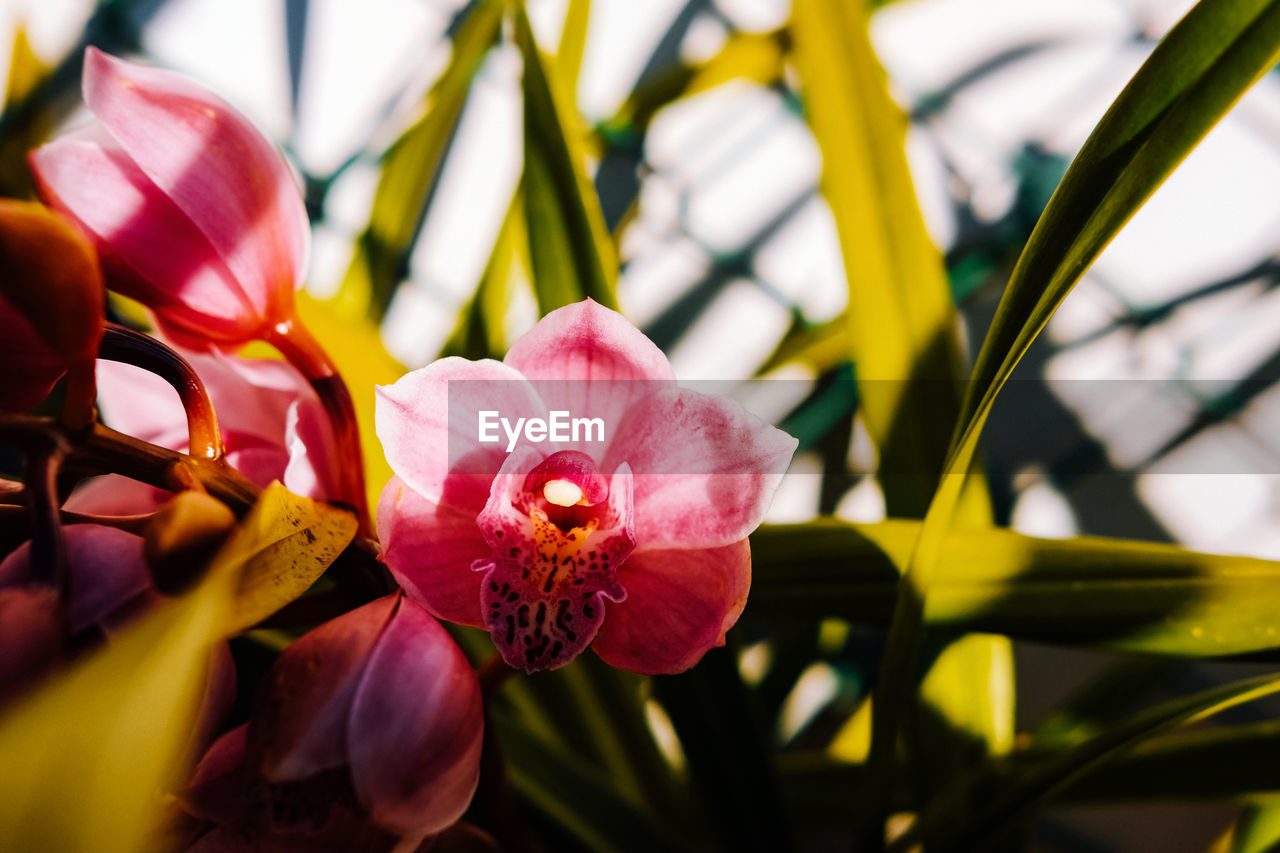 Close-up of pink flowering plants