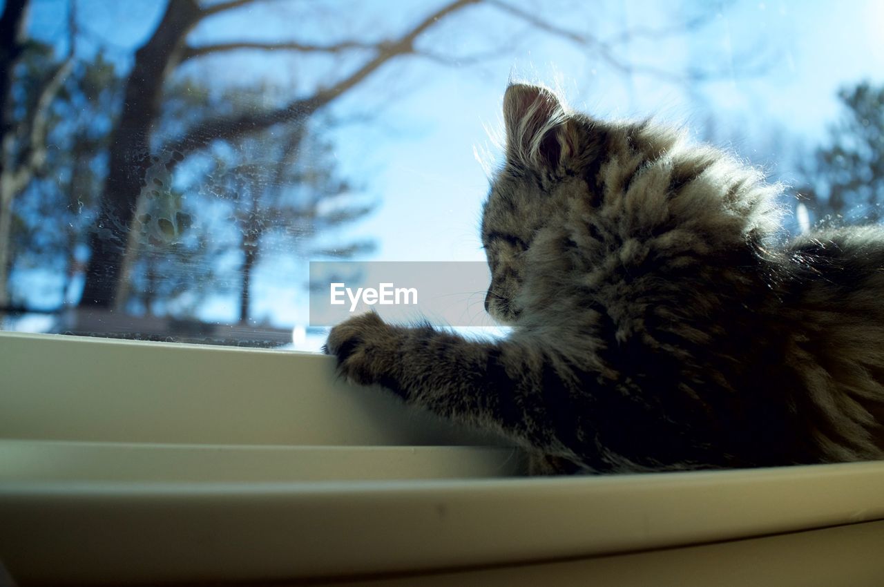Kitten looking through window
