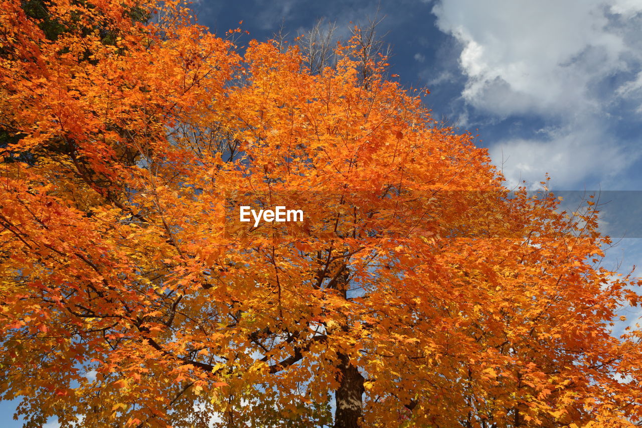 LOW ANGLE VIEW OF TREES AGAINST SKY DURING AUTUMN