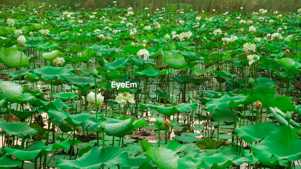 LOTUS LEAVES FLOATING ON WATER