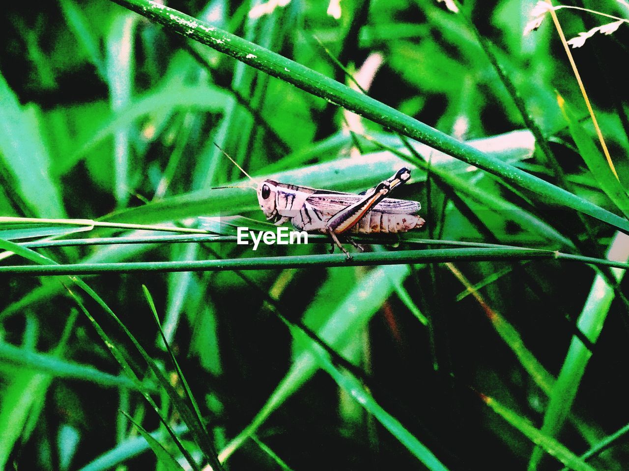 CLOSE-UP OF GRASSHOPPER ON PLANT