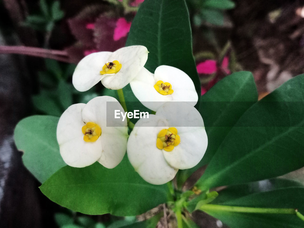 CLOSE-UP OF WHITE FLOWERING PLANTS