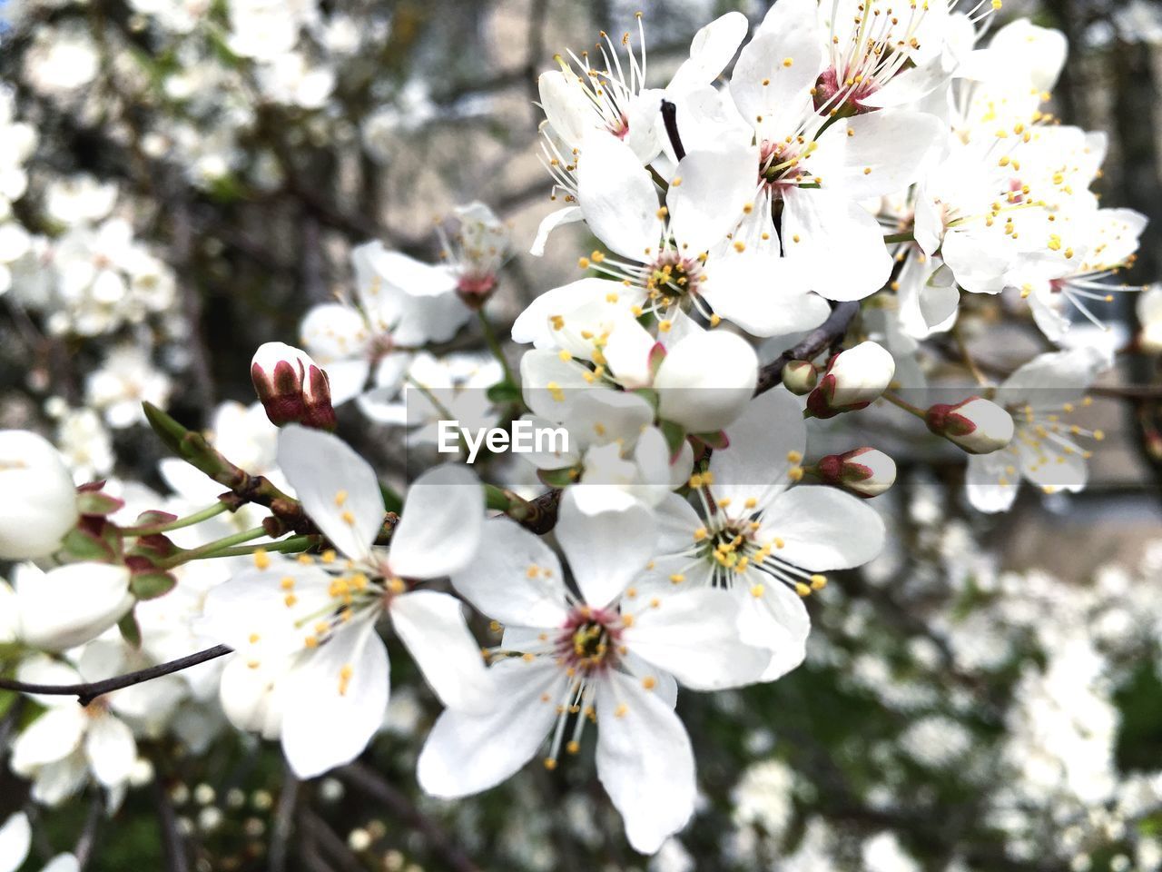 CLOSE-UP OF CHERRY BLOSSOM