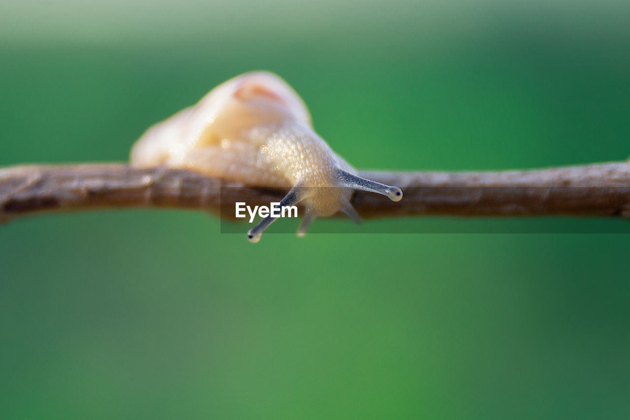 Close-up of snail on leaf