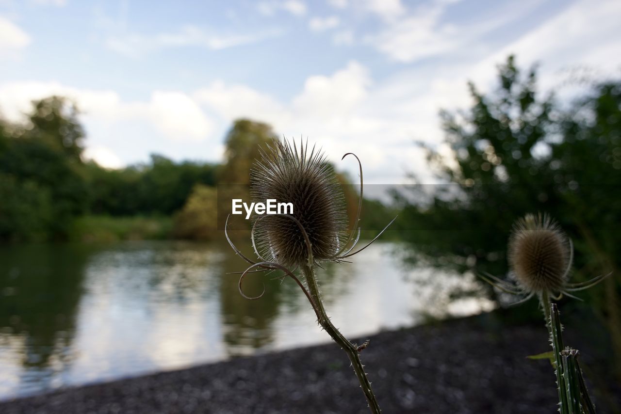 Close-up of dandelion flower on field against sky