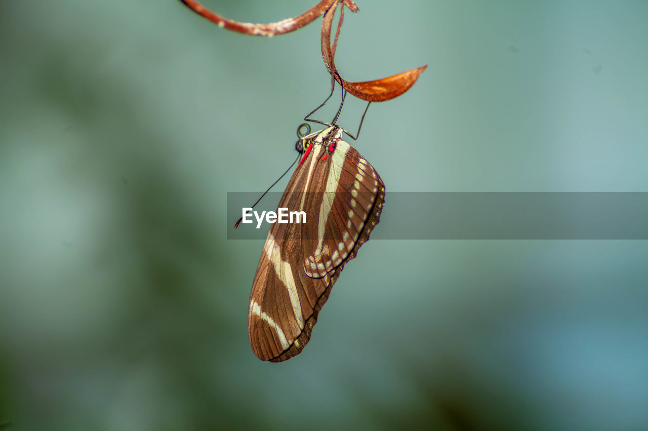 CLOSE-UP OF BUTTERFLY ON PLANT