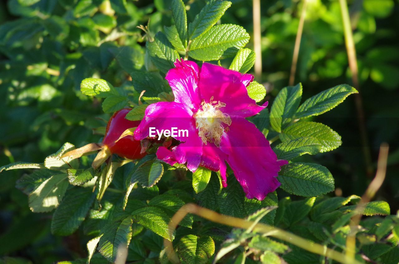 CLOSE-UP OF PINK FLOWER ON PLANT