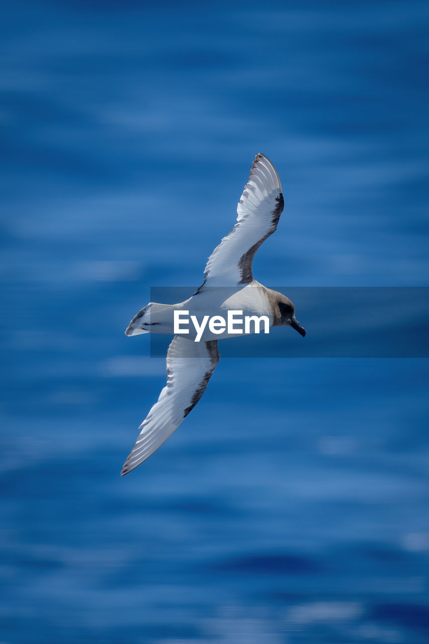 animal themes, animal wildlife, wildlife, animal, bird, flying, gull, blue, water, one animal, seabird, spread wings, no people, nature, sea, motion, wing, seagull, mid-air, sky, day, animal body part, white, beauty in nature, european herring gull, outdoors, full length