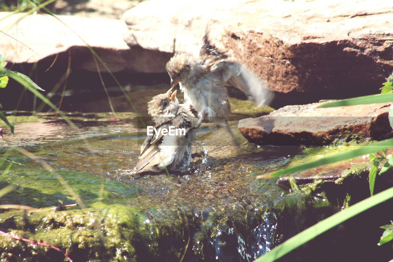 Close-up of kissing sparrow in water