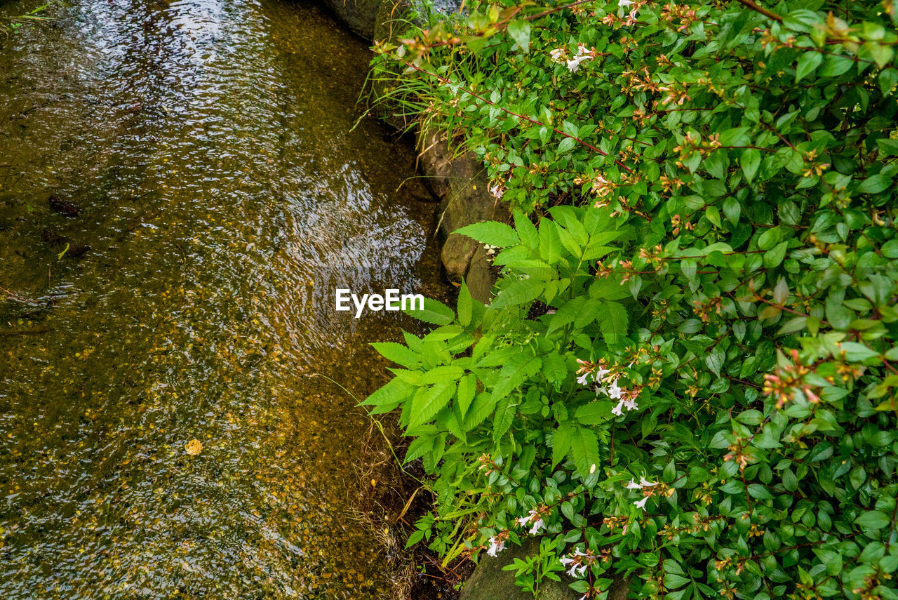 HIGH ANGLE VIEW OF PLANTS IN WATER