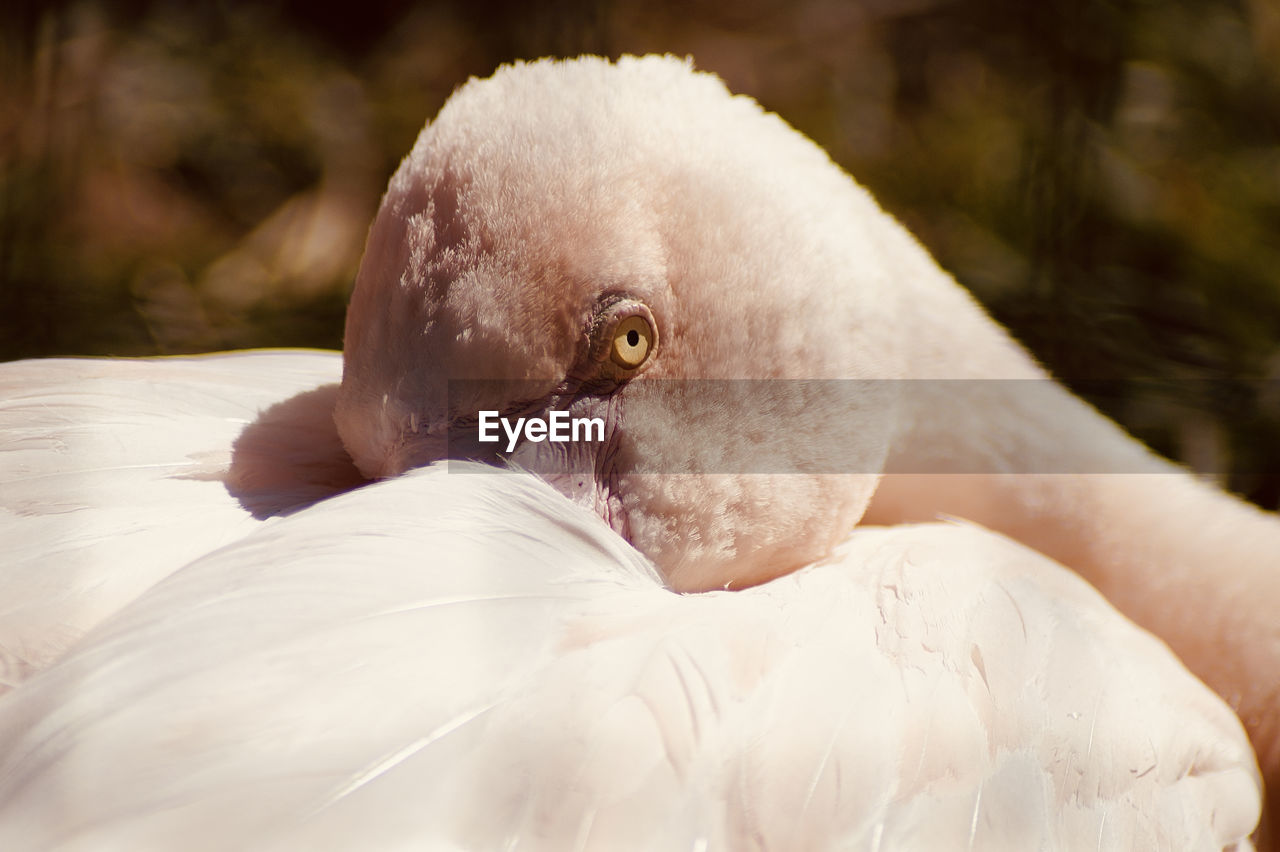 Close-up of a flamingo