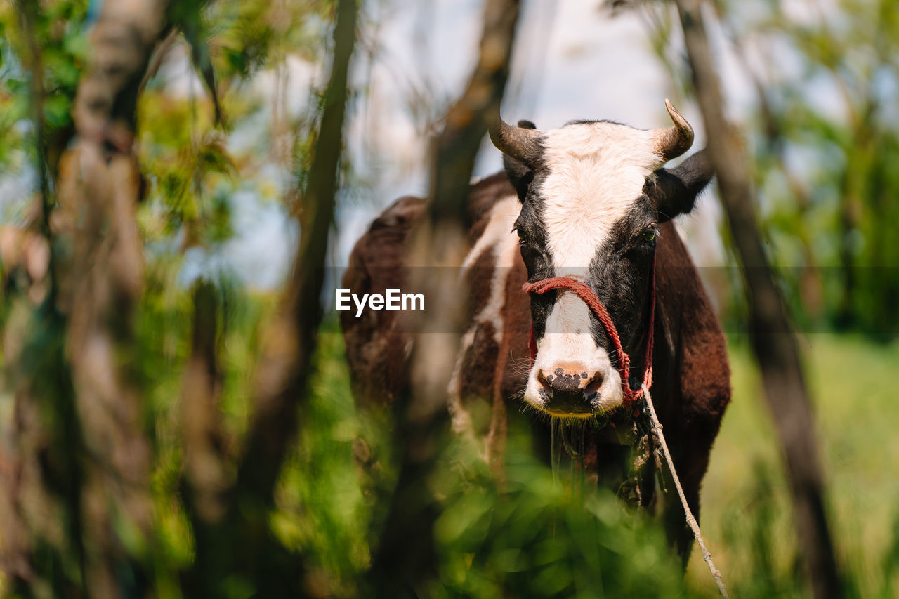 Portrait of a cow by trees in summer