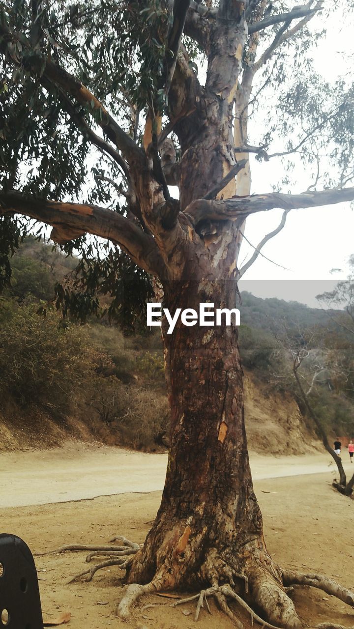 TREES IN PARK