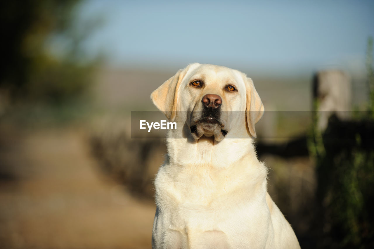 Portrait of yellow labrador retriever