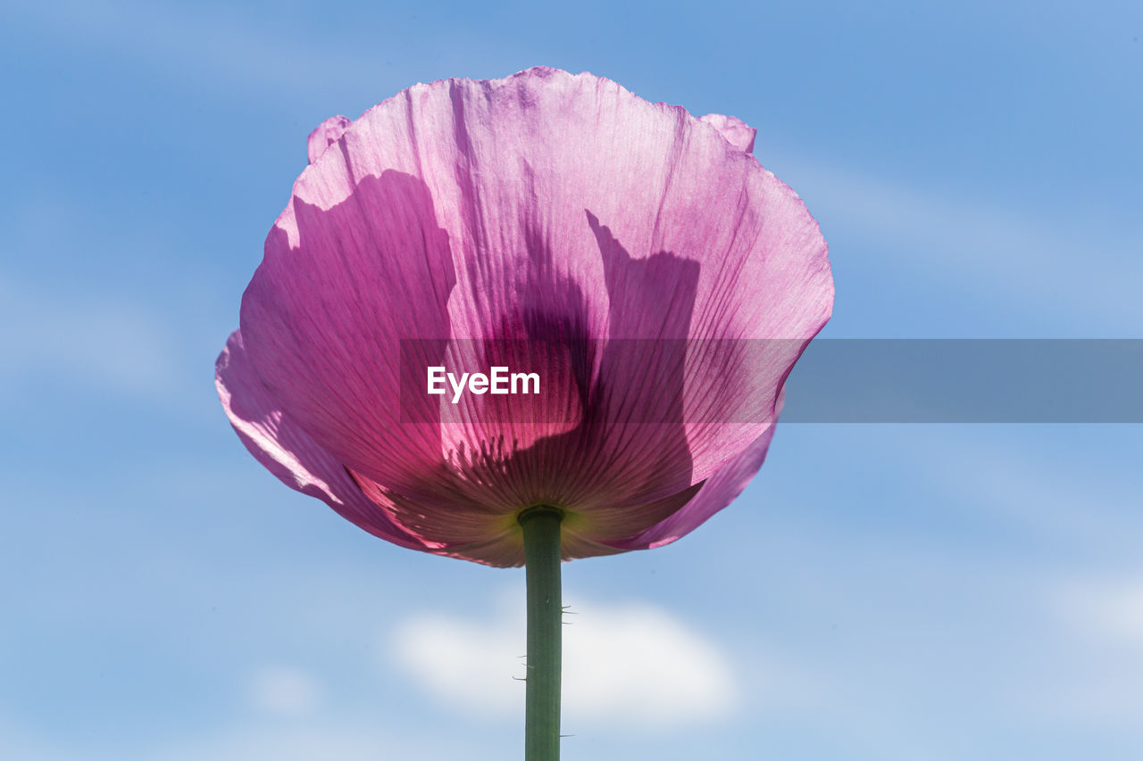 CLOSE-UP OF PINK ROSE FLOWER AGAINST SKY